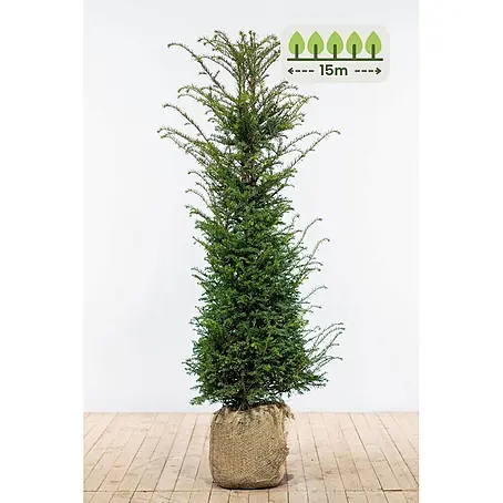 Heijnen Pflanzen  Heimische Eibe 140-160 cm - 30 St. für 15 Meter