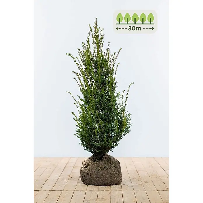 Heijnen Pflanzen Heimische Eibe 100-120 cm - 75 St. für 30 Meter - Taxus baccata, Topfgröße: 25 cm, Aktuelle Wuchshöhe: 100 cm - 120 cm - Grüne Koniferenpflanze mit Wurzelballen, potenzieller Endgröße von 30m angezeigt.