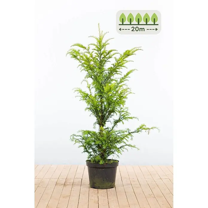Heijnen Pflanzen Heimische Eibe 100-120 cm - 50 St. für 20 Meter - Taxus baccata, Aktuelle Wuchshöhe: 100 cm - 120 cm - Junger, leuchtend grüner Nadelbaum in einem schwarzen Topf, mit einem Symbol für eine potenzielle Höhe von 20 Metern.