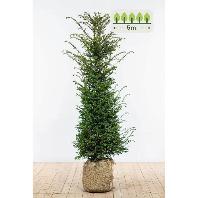 Heijnen Pflanzen Heimische Eibe 140-160 cm - 10 St. für 5 Meter - Taxus baccata, Topfgröße: 28 cm, Aktuelle Wuchshöhe: 140 cm - 160 cm - Schlanker grüner Nadelbaum im Juteballen, mit Symbol für eine potenzielle Wuchshöhe von 5m.