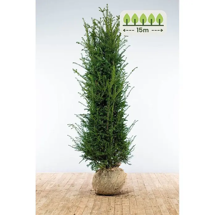 Heijnen Pflanzen Heimische Eibe 200-225 cm - 30 St. für 15 Meter - Taxus baccata, Topfgröße: 40 cm, Aktuelle Wuchshöhe: 200 cm - 225 cm - Hoher immergrüner Baum mit dichtem grünem Laub und Wurzelballen in Sackleinen. Infografik zeigt 15 m Endhöhe an.