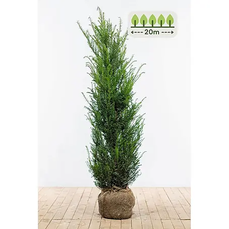 Heijnen Pflanzen  Heimische Eibe 120-140 cm - 40 St. für 20 Meter