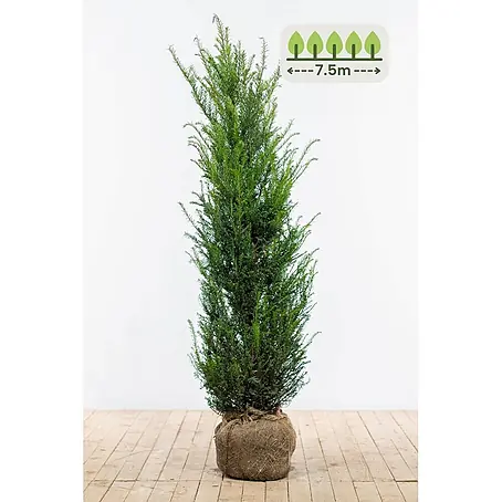 Heijnen Pflanzen  Heimische Eibe 120-140 cm - 15 St. für 7.5 Meter