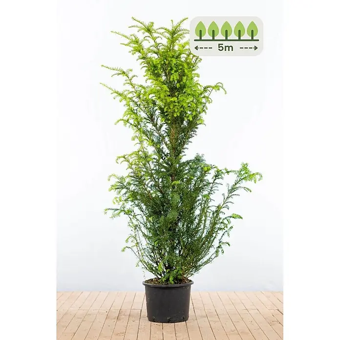 Heijnen Pflanzen Heimische Eibe 160-180 cm - 10 St. für 5 Meter - Taxus baccata, Aktuelle Wuchshöhe: 160 cm - 180 cm - Hohe, schlanke immergrüne Pflanze in schwarzem Topf, angegeben bis 5m hoch.
