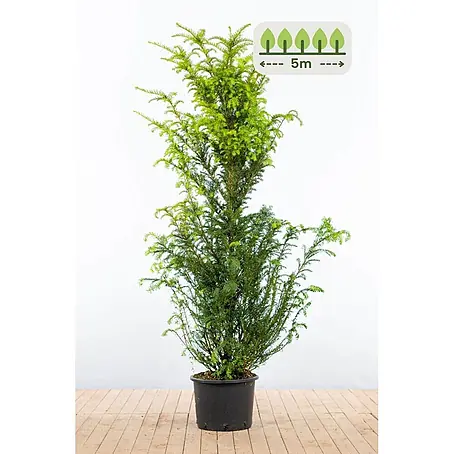 Heijnen Pflanzen  Heimische Eibe 160-180 cm - 10 St. für 5 Meter
