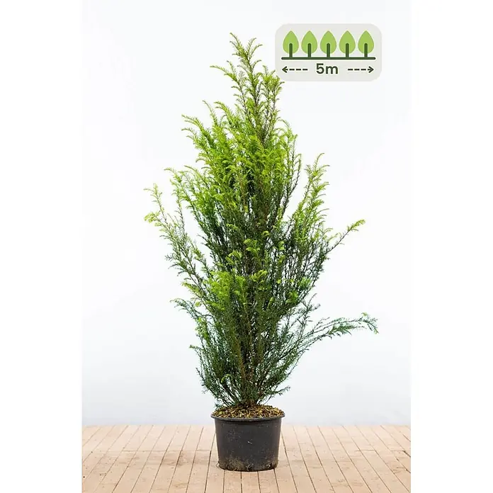 Heijnen Pflanzen Heimische Eibe 140-160 cm - 10 St. für 5 Meter - Taxus baccata, Aktuelle Wuchshöhe: 140 cm - 160 cm - Hohe, schlanke immergrüne Pflanze im schwarzen Topf, geeignet für 5m Pflanzabstand.