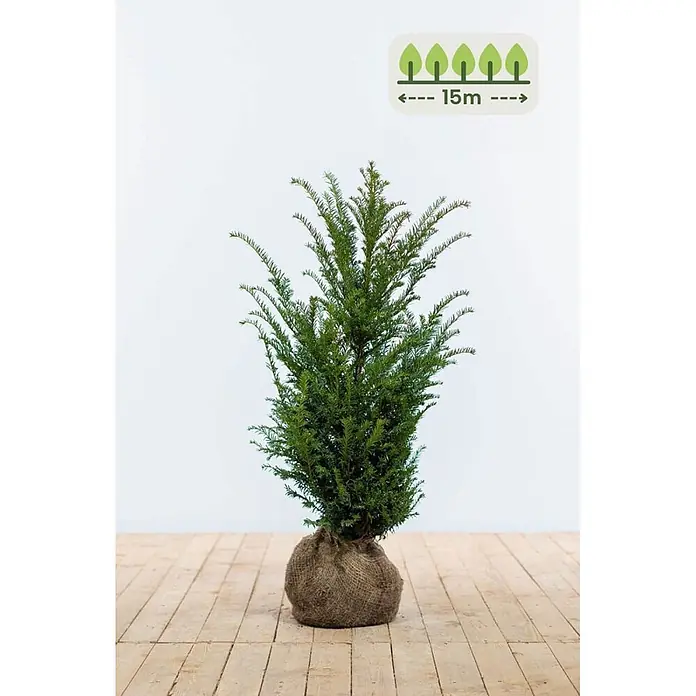 Heijnen Pflanzen Heimische Eibe 60-80 cm - 45 St. für 15 Meter - Taxus baccata, Topfgröße: 25 cm, Aktuelle Wuchshöhe: 60 cm - 80 cm - Junger immergrüner Baum mit Wurzelballen im Jutesack.