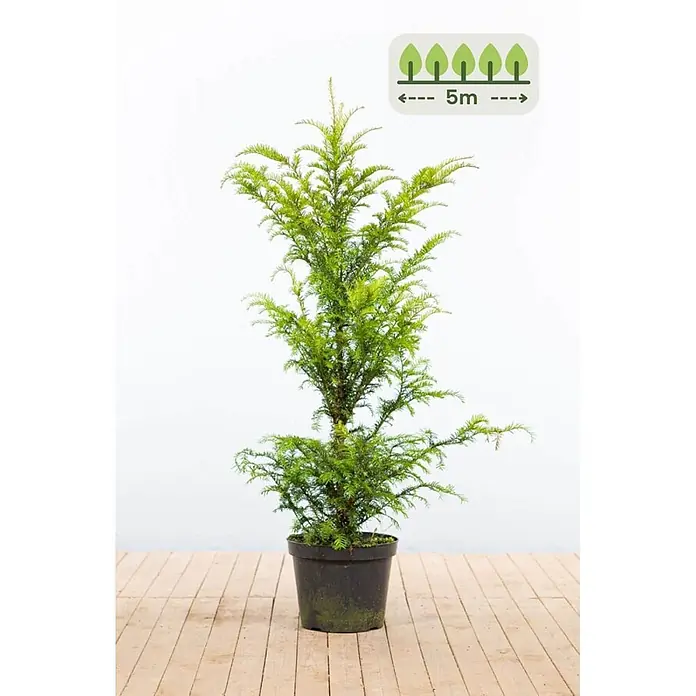 Heijnen Pflanzen Heimische Eibe 100-120 cm - 13 St. für 5 Meter - Taxus baccata, Aktuelle Wuchshöhe: 100 cm - 120 cm - Junger Nadelbaum in schwarzem Topf, mit Grafik für 5m Pflanzabstand.