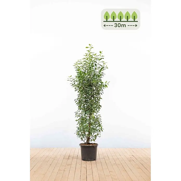 Heijnen Pflanzen Kirschlorbeer 125-150 cm - 75 St. für 30 Meter - Prunus lusitanica 'Angustifolia', Topfvolumen: 15 l, Aktuelle Wuchshöhe: 125 cm - 150 cm - Hohe, schlanke Topfpflanze mit grünen Blättern. Icon: 30m Pflanzabstand.