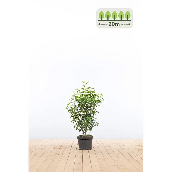 Heijnen Pflanzen Kirschlorbeer 60-80 cm - 60 St. für 20 Meter - Prunus lusitanica 'Angustifolia', Topfvolumen: 10 l, Aktuelle Wuchshöhe: 60 cm - 80 cm - Topfpflanze mit grünen Blättern in schwarzem Topf, erreicht bis zu 20 Meter Höhe.