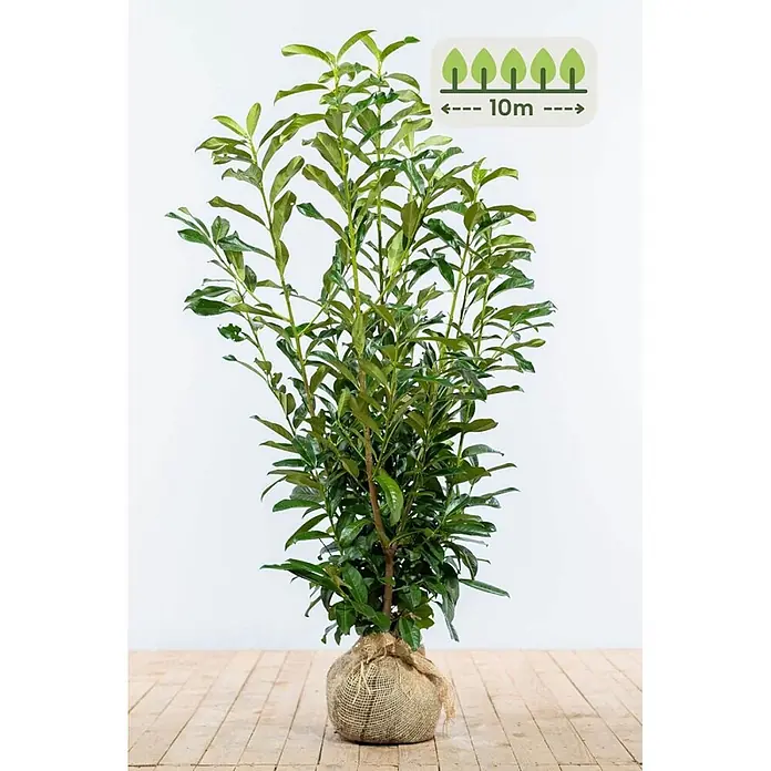 Prunus laurocerasus 'Genolia' 100-125 cm - 25 St. - für 10 Meter -  - Grüne Pflanze mit wurzelballen in Jutesack. Ein Symbol zeigt eine potenzielle Wuchshöhe von 10 Metern an.