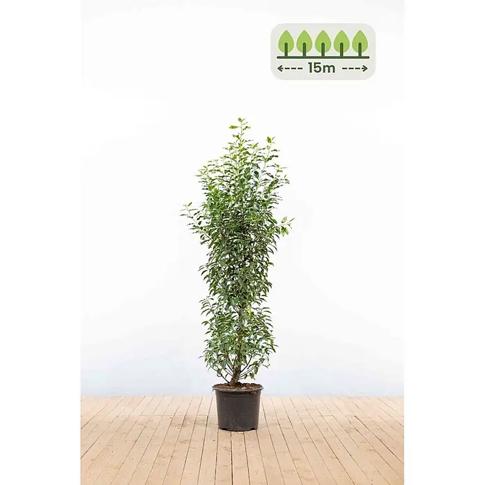 Heijnen Pflanzen Kirschlorbeer 125-150 cm - 38 St. für 15 Meter - Prunus lusitanica 'Angustifolia', Topfvolumen: 15 l, Aktuelle Wuchshöhe: 125 cm - 150 cm - Hoher Topfbaum mit grünen Blättern, empfohlener Pflanzabstand 15 Meter.