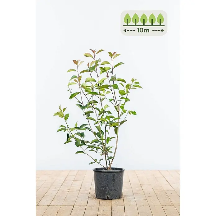 Photinia fraseri 'Red Robin' 80-100 cm - 30 St. - für 10 Meter -  - Junge Topfpflanze mit grünen Blättern, Potenzial von 10m Wuchshöhe.