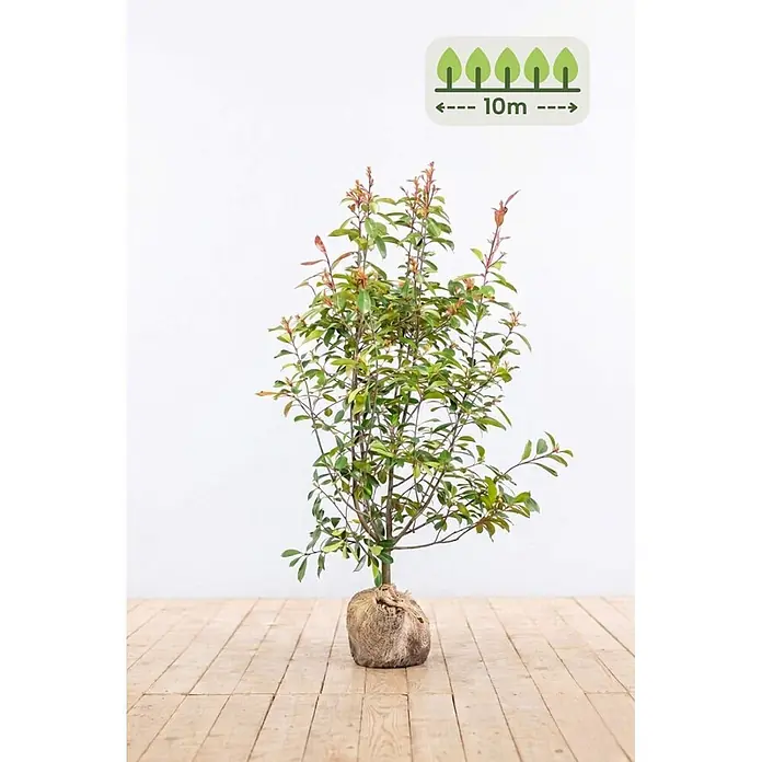 Photinia fraseri 'Red Robin' 150-175 cm - 20 St. - für 10 Meter -  - Junger Baum mit grünen und rötlichen Blättern, Wurzelballen im Ballentuch. Eine Grafik zeigt eine mögliche Endgröße von '10m'.