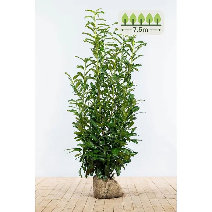 Prunus laurocerasus 'Genolia' 125-150 cm - 15 St. - für 7.5 Meter -  - Hohe, grüne Blattpflanze mit Wurzelballen in Jute. Eine Einblendung zeigt eine ausgewachsene Höhe von 7,5 Metern.
