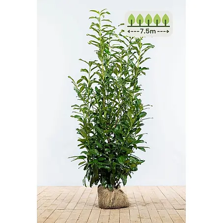 Heijnen Pflanzen  Kirschlorbeer