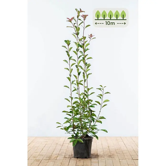 Photinia fraseri 'Red Robin' 125-150 cm - 20 St. - für 10 Meter -  - Große Topfpflanze mit grünen und rötlichen Blättern, potenziell 10m hoch.