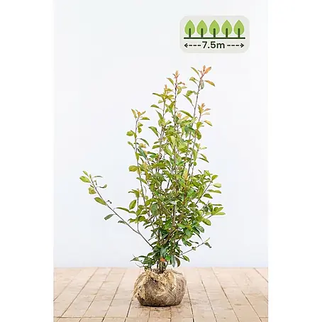 Heijnen Pflanzen  Glanzmispel 125-150 cm - 15 St. für 7.5 Meter