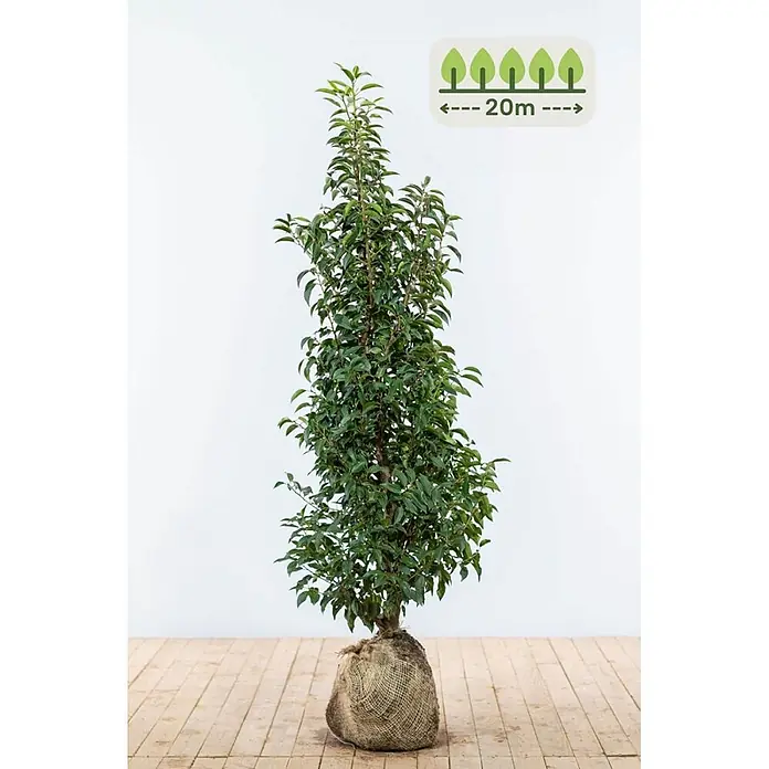Heijnen Pflanzen Kirschlorbeer 125-150 cm - 50 St. für 20 Meter - Prunus lusitanica 'Angustifolia', Topfvolumen: 15 l, Aktuelle Wuchshöhe: 125 cm - 150 cm - Hoher, schlanker Baum mit dunkelgrünem Laub und einem in Jute gewickelten Wurzelballen, mit potenzieller Wuchshöhe von 20 Metern.