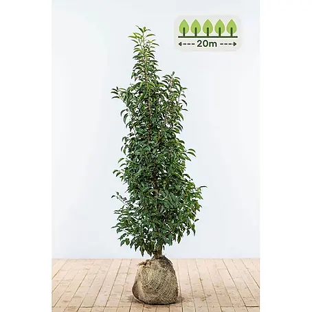 Heijnen Pflanzen  Kirschlorbeer 125-150 cm - 50 St. für 20 Meter