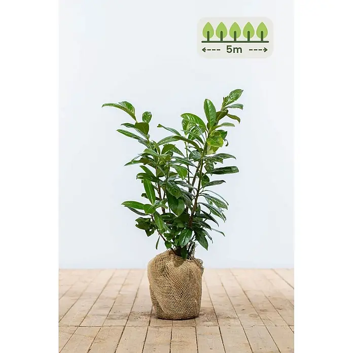 Heijnen Pflanzen Kirschlorbeer 60-80 cm - 15 St. für 5 Meter - Prunus laurocerasus 'Novita', Topfvolumen: 10 l, Aktuelle Wuchshöhe: 60 cm - 80 cm - Eine junge, belaubte Pflanze mit grünem Laub, ihr Wurzelballen in braunem Jute gewickelt, mit einem Symbol für 5 Meter Pflanzabstand.