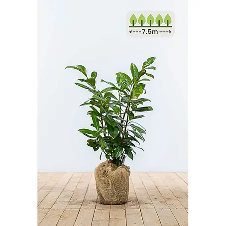 Prunus laurocerasus 'Novita' 60-80 cm - 23 St. - für 7.5 Meter