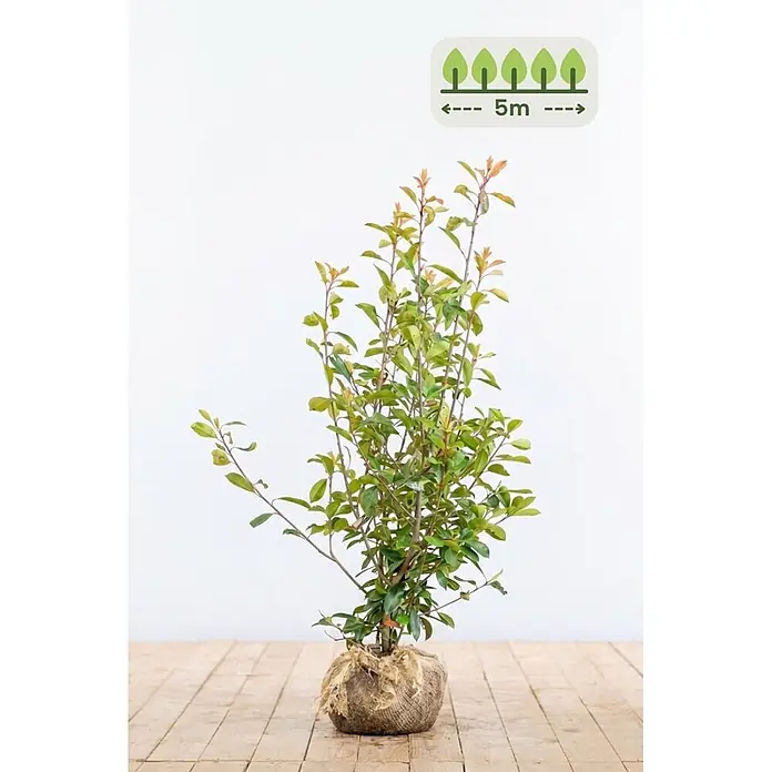 Heijnen Pflanzen Glanzmispel 125-150 cm - 10 St. für 5 Meter - Photinia fraseri 'Red Robin', Topfgröße: 25 cm - Junge Pflanze mit Juteballen, zeigt Grafik für 5m Pflanzabstand.