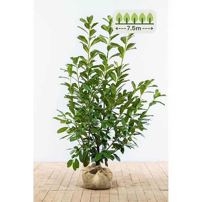 Prunus laurocerasus 'Novita' 125-150 cm - 15 St. - für 7.5 Meter -  - Junge grüne Pflanze mit dichtem Laub, der Wurzelballen ist in Jute gewickelt. Eine Einblendung zeigt einen empfohlenen Abstand von 7,5 m an.