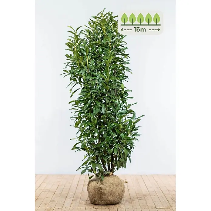 Heijnen Pflanzen Kirschlorbeer 150-175 cm - 30 St. für 15 Meter - Prunus laurocerasus 'Genolia', Topfvolumen: 10 l, Aktuelle Wuchshöhe: 150 cm - 175 cm - Hohe grüne Pflanze mit dichtem Laub und einem Wurzelballen in Jute, mit einer Endhöhe von 15m.