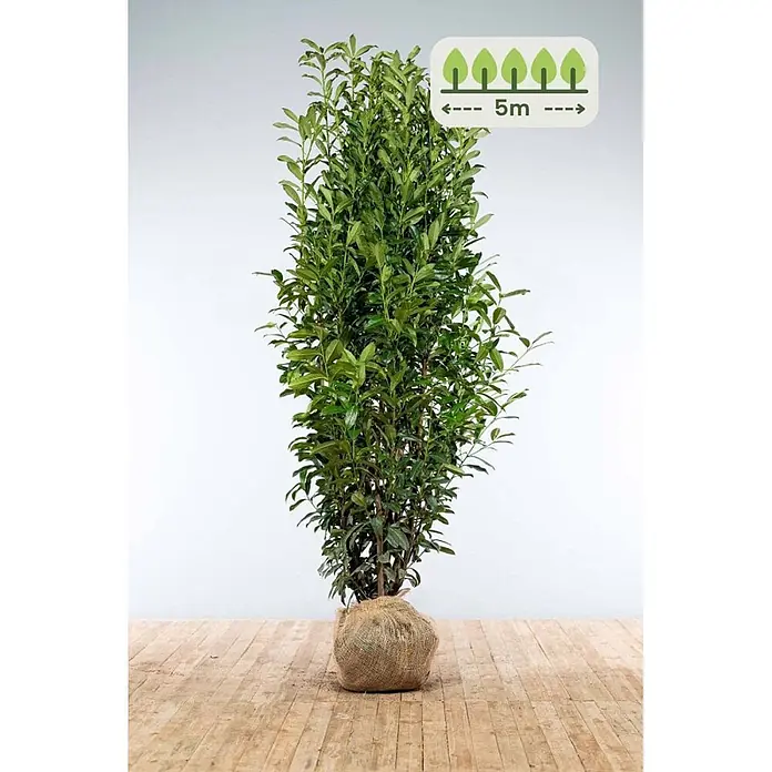 Heijnen Pflanzen Kirschlorbeer - Prunus laurocerasus 'Genolia', Topfvolumen: 10 l, Aktuelle Wuchshöhe: 200 cm - 225 cm - Hohe, grüne Pflanze mit Laub und Wurzelballen in Jutegewebe. Grafik zeigt 5m Abstand für Heckenpflanzung.