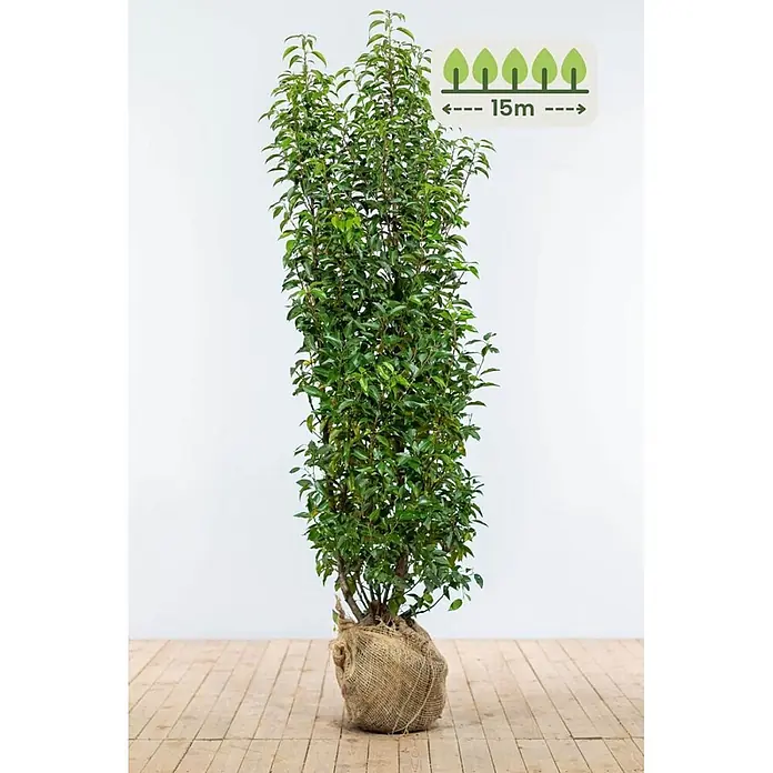 Heijnen Pflanzen Kirschlorbeer 175-200 cm - 30 St. für 15 Meter - Prunus lusitanica 'Angustifolia', Topfvolumen: 20 l, Aktuelle Wuchshöhe: 175 cm - 200 cm - Hohe, grüne Blattpflanze mit Wurzelballen in Jute gewickelt, potenzielle Wuchshöhe 15m.