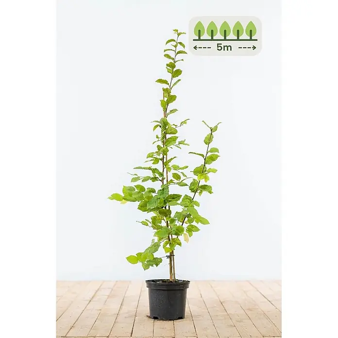 Heijnen Pflanzen Hainbuche - Carpinus betulus, Topfgröße: 20 cm, Aktuelle Wuchshöhe: 80 cm - 100 cm - Junger Baum im Topf mit grünen Blättern und einer Pflanzanleitung für 5m Abstand.