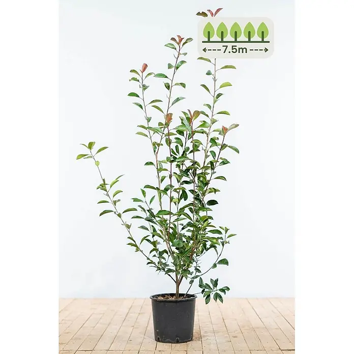 Photinia fraseri 'Red Robin' 100-125 cm - 19 St. - für 7.5 Meter -  - Junge Pflanze im schwarzen Topf mit grünen und rötlichen Blättern. Grafik zeigt eine Wuchshöhe von 7,5m an.