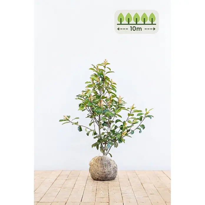 Heijnen Pflanzen Glanzmispel 80-100 cm - 30 St. für 10 Meter - Photinia fraseri 'Red Robin', Topfgröße: 20 cm - Jungpflanze mit grünen Blättern und hellen Knospen, Wurzelballen in Jute gewickelt. Pflanzabstand 10m.