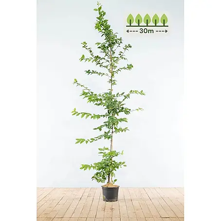 Heijnen Pflanzen  Hainbuche