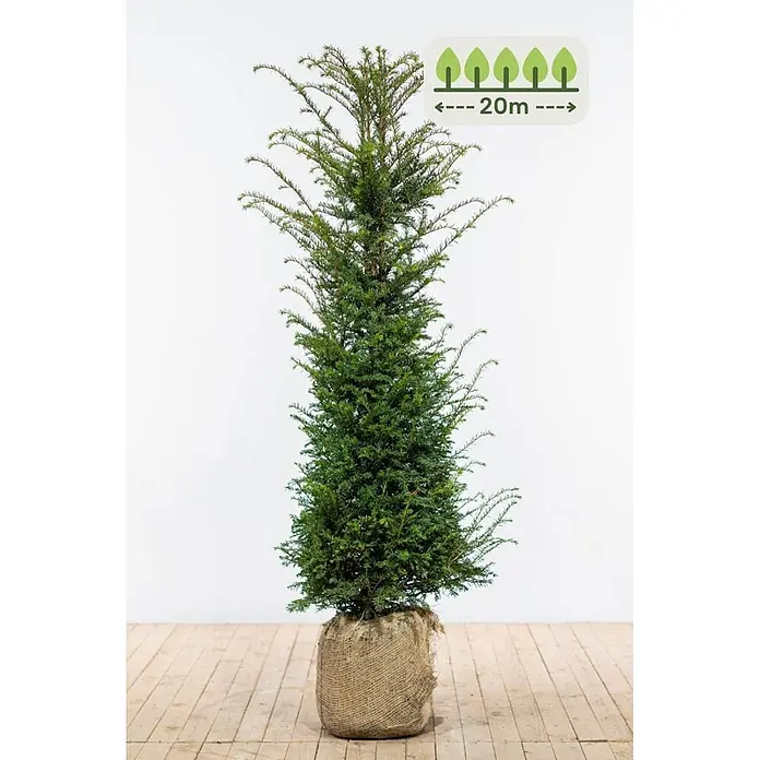 Heijnen Pflanzen Heimische Eibe 140-160 cm - 40 St. für 20 Meter - Taxus baccata, Topfgröße: 28 cm, Aktuelle Wuchshöhe: 140 cm - 160 cm - Großer, schlanker Nadelbaum im Jutesack, potenzielle Wuchshöhe 20m.