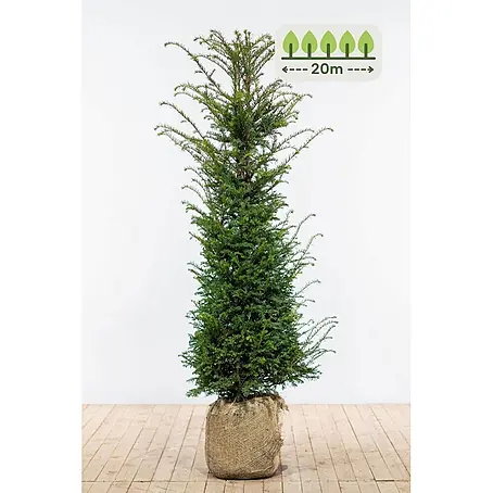 Heijnen Pflanzen  Heimische Eibe 140-160 cm - 40 St. für 20 Meter