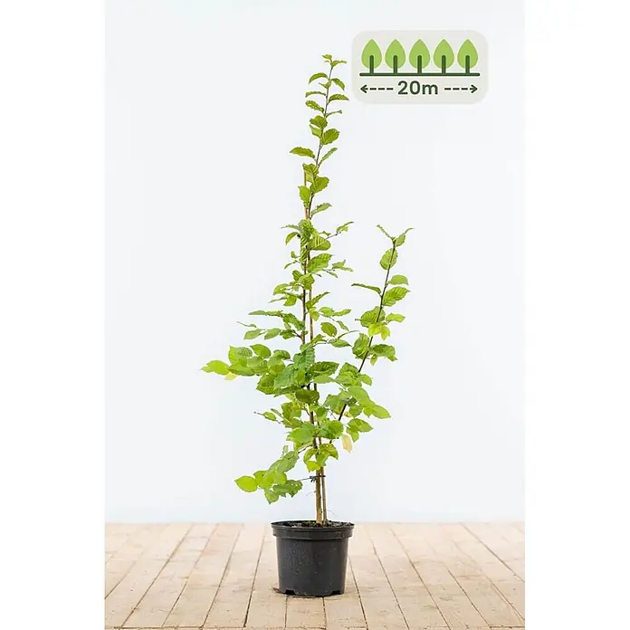 Heijnen Pflanzen Hainbuche - Carpinus betulus, Topfgröße: 20 cm, Aktuelle Wuchshöhe: 80 cm - 100 cm - Junger Baum im Topf mit grünen Blättern, Symbol für 20m Wuchshöhe.