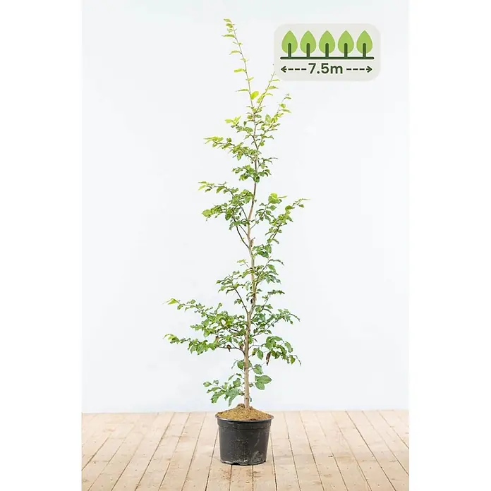 Heijnen Pflanzen Hainbuche - Fagus sylvatica, Topfgröße: 20 cm, Aktuelle Wuchshöhe: 125 cm - 150 cm - Topf-Jungbaum mit grünen Blättern, der eine Endhöhe von 7,5m anzeigt.