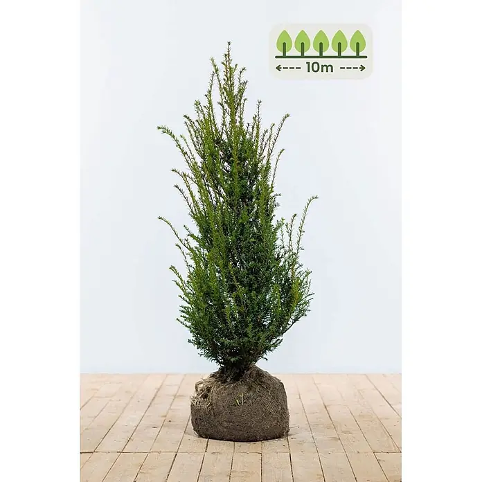 Heijnen Pflanzen Heimische Eibe 100-120 cm - 25 St. für 10 Meter - Taxus baccata, Topfgröße: 25 cm, Aktuelle Wuchshöhe: 100 cm - 120 cm - Jährlich grüner Nadelbaum mit Ballen, pflanzfertig, erreicht eine Höhe von bis zu 10m.