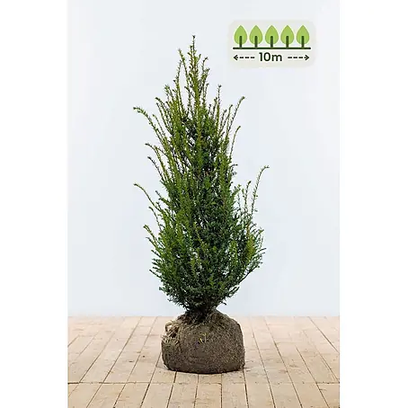 Heijnen Pflanzen  Heimische Eibe 100-120 cm - 25 St. für 10 Meter