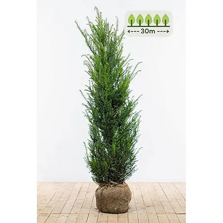 Heijnen Pflanzen  Heimische Eibe 120-140 cm - 60 St. für 30 Meter