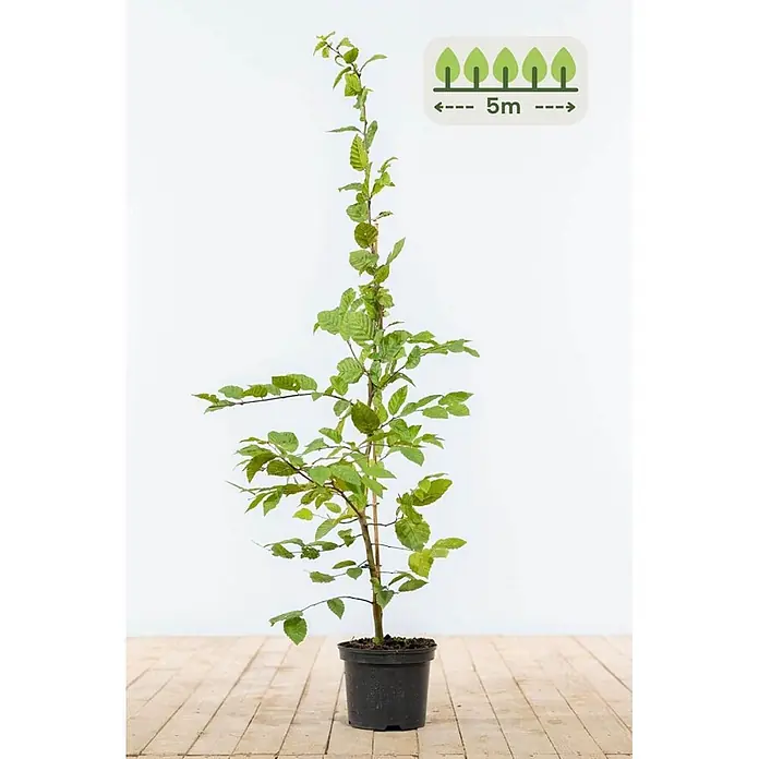 Heijnen Pflanzen Hainbuche - Carpinus betulus, Topfgröße: 20 cm, Aktuelle Wuchshöhe: 100 cm - 125 cm - Junge Topfpflanze mit grünen Blättern und schlankem Stamm. Ein Symbol zeigt eine Endgröße oder einen Pflanzabstand von 5m an.