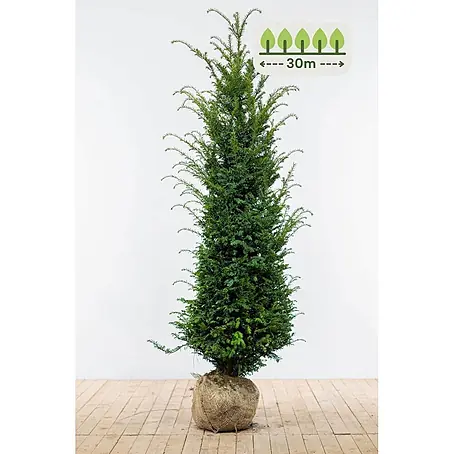 Heijnen Pflanzen  Heimische Eibe 160-180 cm - 60 St. für 30 Meter