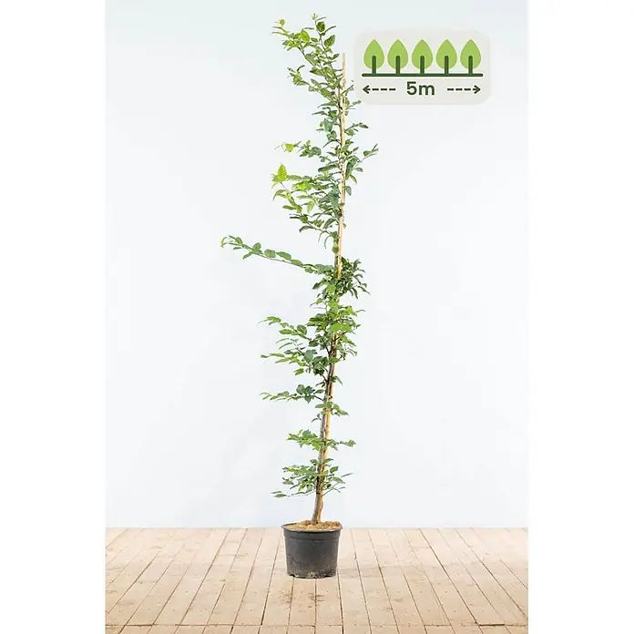 Carpinus betulus 150-175 cm - 15 St. - für 5 Meter -  - Hohe, grüne Blattpflanze in schwarzem Topf mit Pfahl. Zeigt idealen Pflanzabstand von 5m.