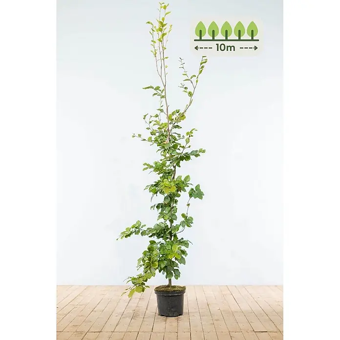 Heijnen Pflanzen Hainbuche - Fagus sylvatica, Topfgröße: 25 cm, Aktuelle Wuchshöhe: 175 cm - 200 cm - Junger Baum mit grünen Blättern im Topf, mit Überlagerung für 10m Ausbreitung.