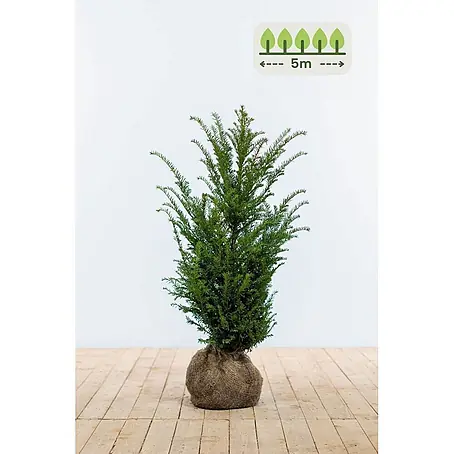 Heijnen Pflanzen  Heimische Eibe 60-80 cm - 15 St. für 5 Meter