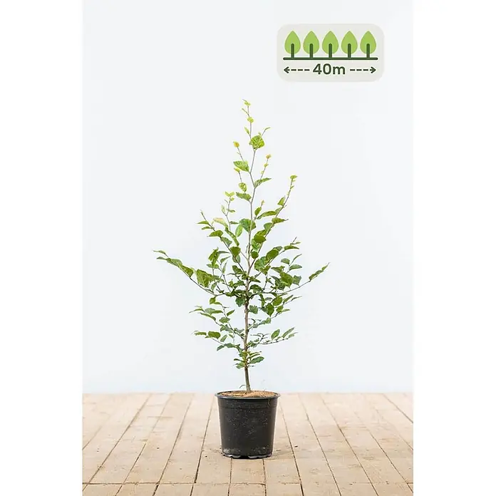 Heijnen Pflanzen Hainbuche - Fagus sylvatica, Topfgröße: 20 cm, Aktuelle Wuchshöhe: 60 cm - 80 cm - Kleiner Baumsetzling im schwarzen Topf, der bis zu 40m hoch werden kann.