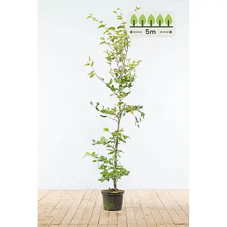 Fagus sylvatica 150-175 cm - 15 St. - für 5 Meter