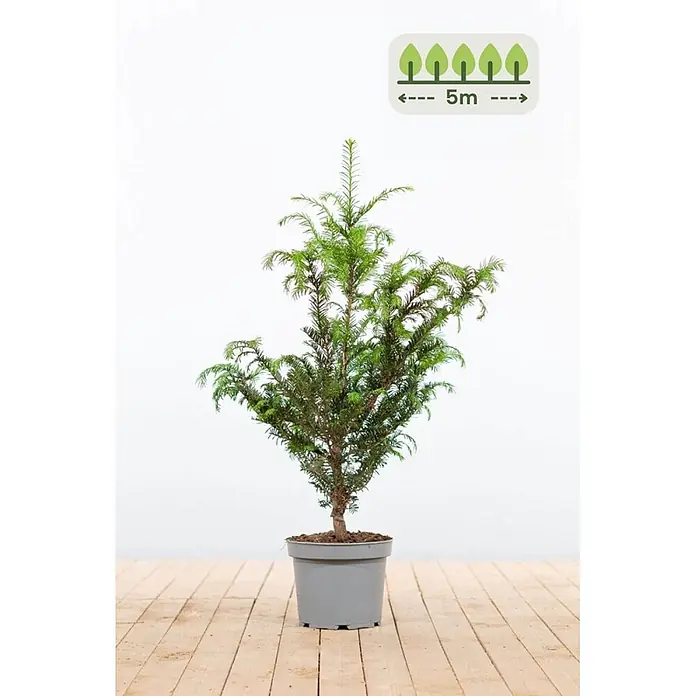 Heijnen Pflanzen Heimische Eibe 60-80 cm - 15 St. für 5 Meter - Taxus baccata, Aktuelle Wuchshöhe: 60 cm - 80 cm - Kleiner Nadelbaum im Topf mit grünem Laub in grauem Topf, mit 5m-Pflanzabstand-Symbol.